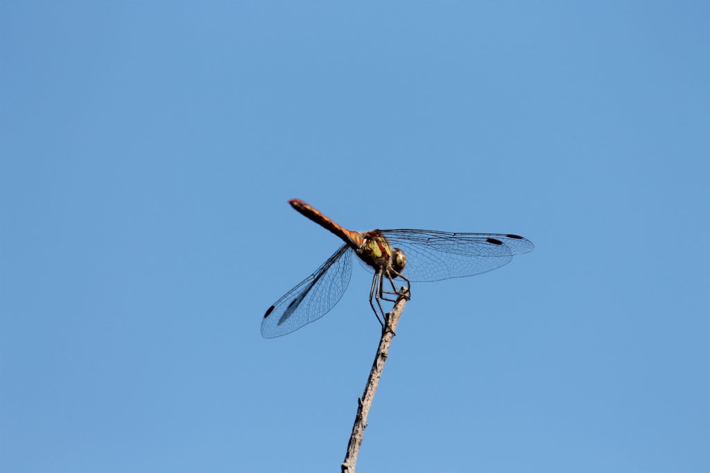 Sympetrum striolatum